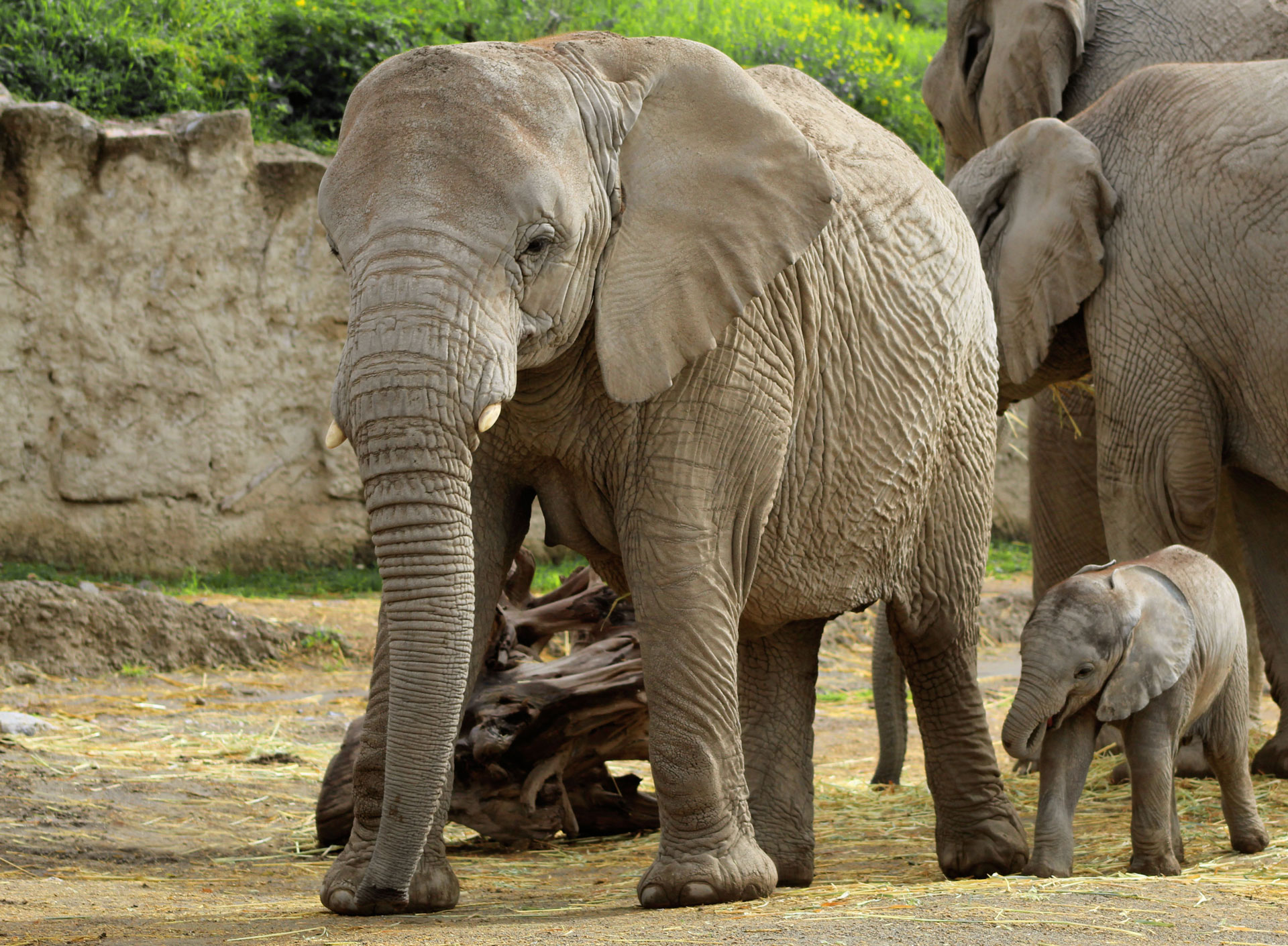 elefantes en africam safari