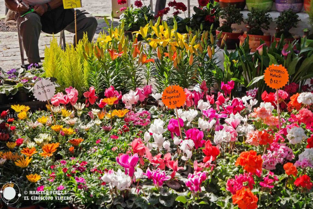 Magnífico surtido de flores de pequeños puestitos que se apostan en el zócalo de Atlixco los fines de semana