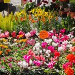 Magnífico surtido de flores de pequeños puestitos que se apostan en el zócalo de Atlixco los fines de semana